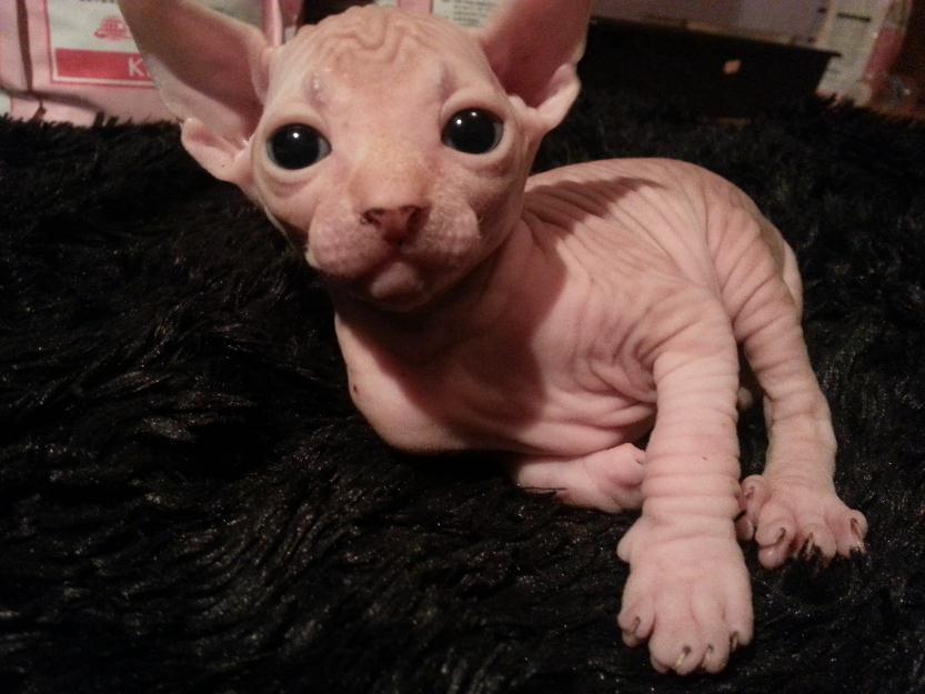 SPHYNX (gato sin pelo)