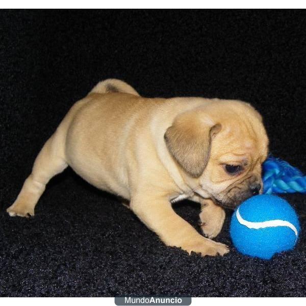 un Puggle cachorro