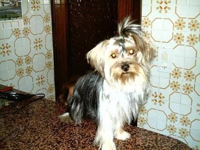 YORKSHIRE TERRIER HEMBRAS..