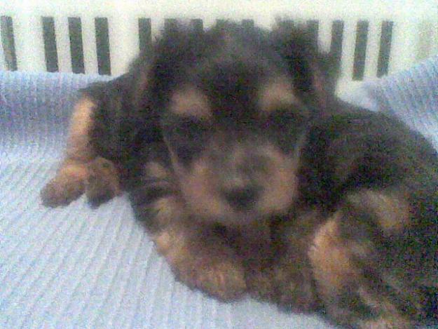 Yorkshire Terriers alta seleccion (lineas Coramonte y Ozmillion)