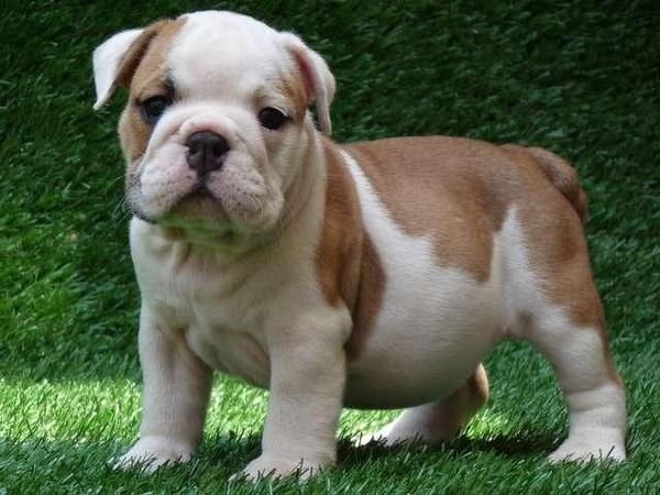 BULLDOG INGLES CACHORROS PARA NAVIDAD.150euros