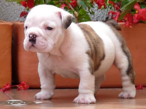 Bulldog Ingles LLEVATELO Y PAGALO EN 12 MESES