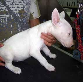 bullterrier mini