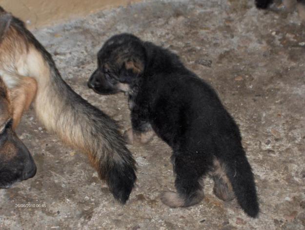 cachorra hija de Gorbi I de el casar