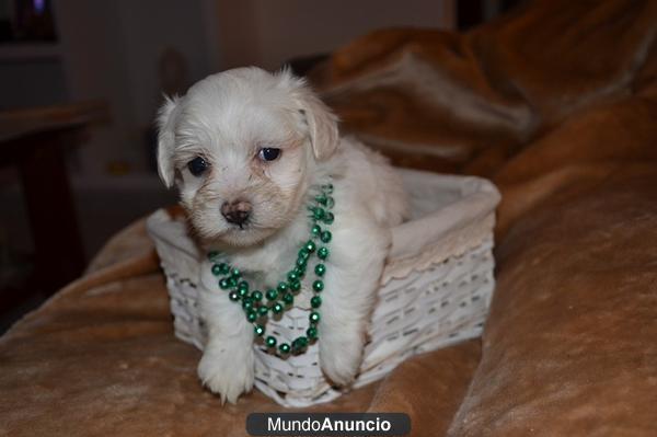 CACHORRITA BICHON-MALTES TOY