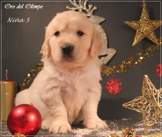 Cachorros de golden retriever.  máxima calidad, salud belleza y garantías.  inmejorables.