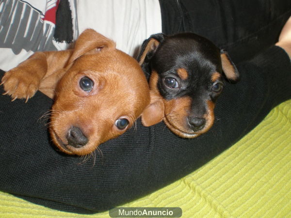 PRECIOSA CAMADA PINSCHER MINIATURA