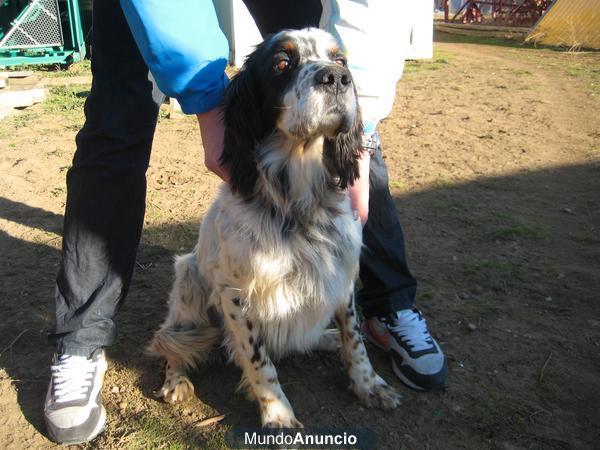 Se vende cachorro setter ingles