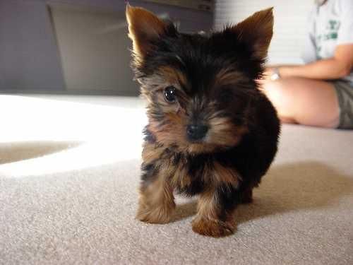 Adorable Yorkie cachorros de nuevos hogares.