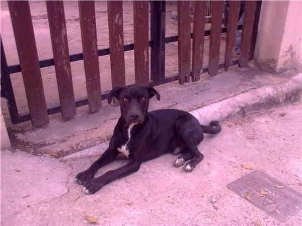 CACHORO CRUCE DE PIT BULL EN LA CALLE