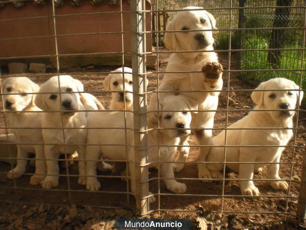 cachorro labrador en barcelona elige criadero a 25min de barcelona