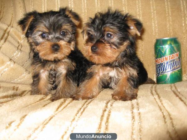 Cachorro yorkshire Terrier en venta.