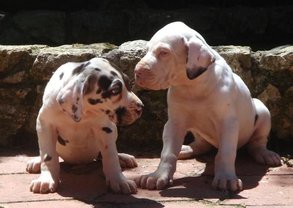 CACHORROS DE DOGO ALEMAN 650