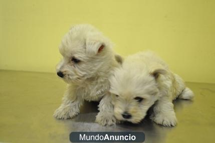 cachorros whesthin terrier