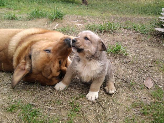 ¡¡ SE VENDEN CACHORRITOS MASTÍN LEONÉS NACIDOS EL 24/7/11 ¡¡