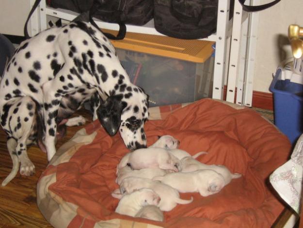 Cachorros de dalmata