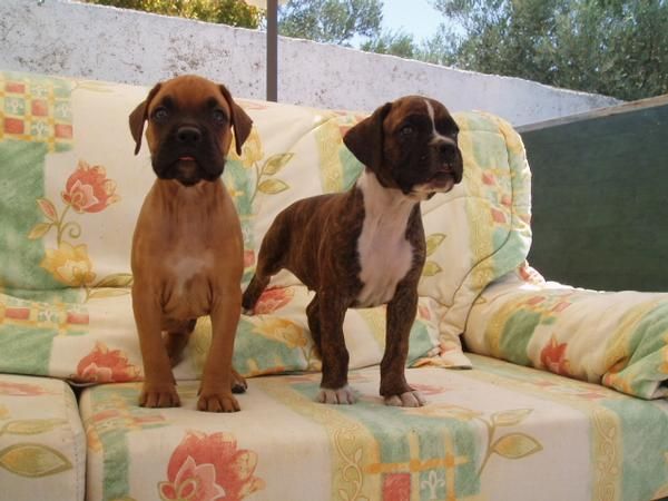 Magnificos e inigualables cachorritos de boxer.