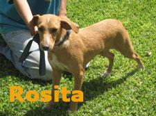 ROSITA EN ADOPCIÓN