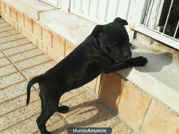 Se venden cachorros staffordshire bull terrier