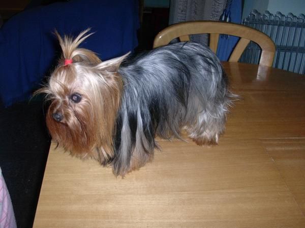 yorkshire terrier hembra  esterilizada