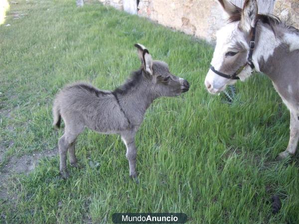 Burro Miniatura Americano