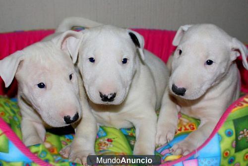 Cachorros Bull Terrier para venda