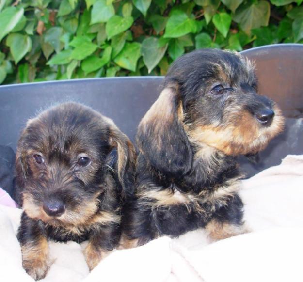 Cachorros teckel mini pelo duro