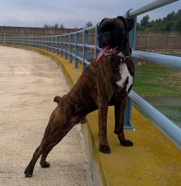 EXCELENTE CAMADA BOXER CON PEDIGREE