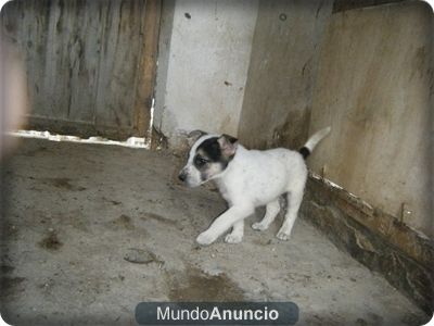 pastor blanco / husky 50  (ultimo cachorro)