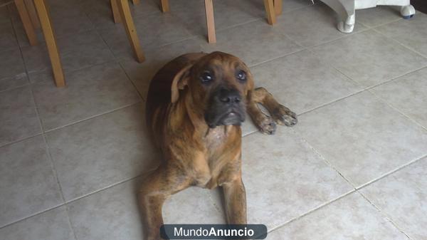 regalo cachorro boxer