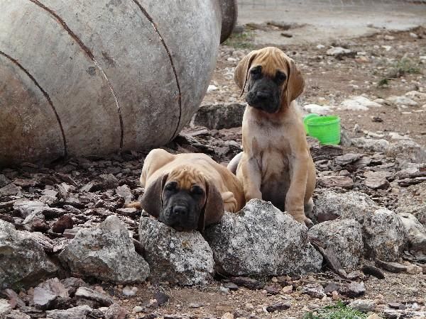 ultimos cachorros dogo aleman