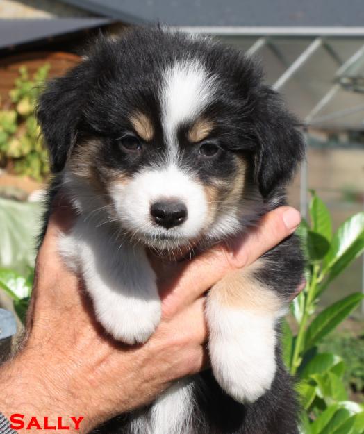 Mini Australian Shepherd´s Deutsche Papiere WZRV