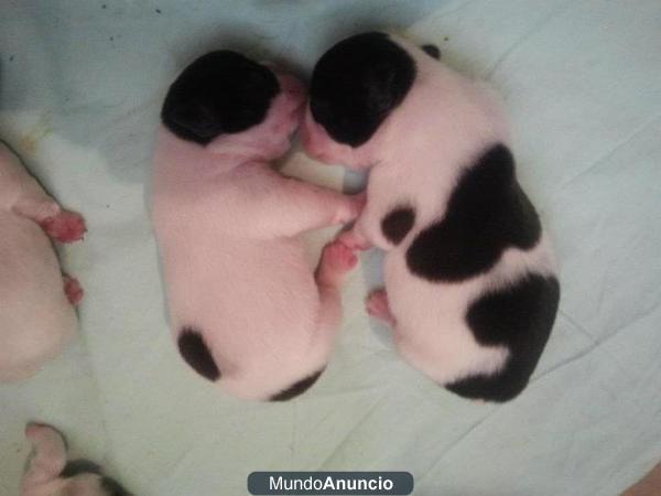 Cachorritos Bulldog Francés