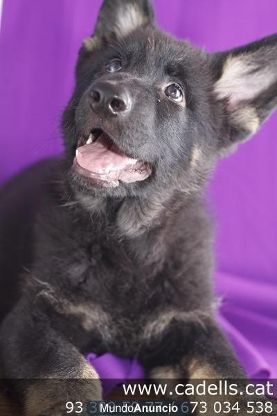 Cachorritos Pastor Alemán en Cadells, tienda Barcelona, camadas