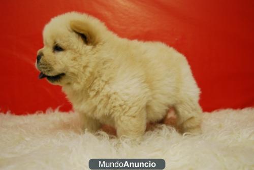 Autenticos Chow Chow en color blanco o rojo Con pedigree de calidad