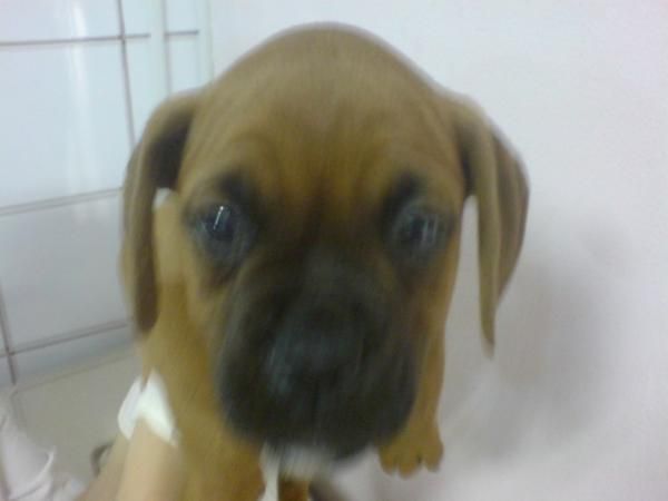 BOXER en venta cachorros