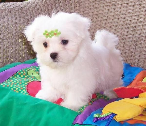 Cachorritos de bichon maltes  100