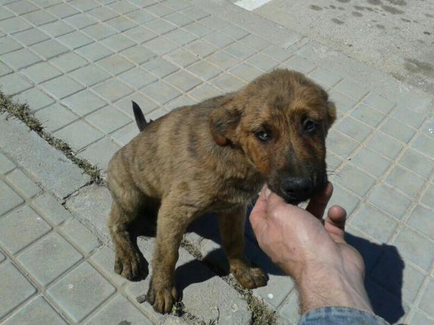 cachorro macho mestizo en adopcion