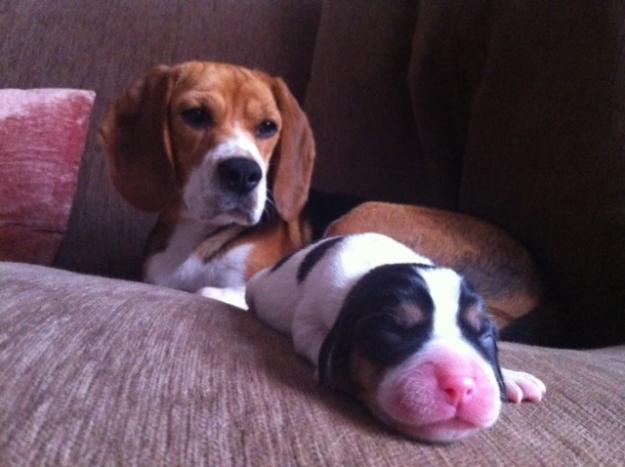 Cachorros beagle