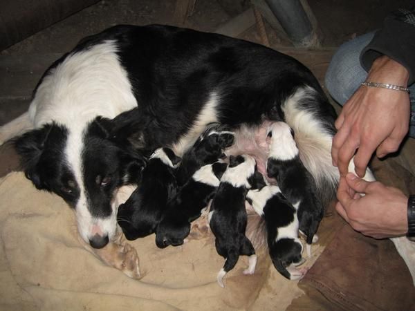 Cachorros Border Collie