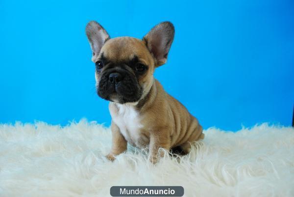 Cachorros de bulldog frances fawn, negros y bacas¡¡