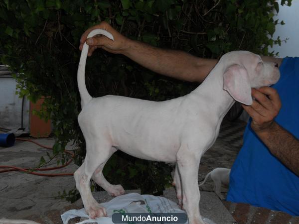 dogo argentino