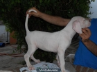 dogo argentino - mejor precio | unprecio.es