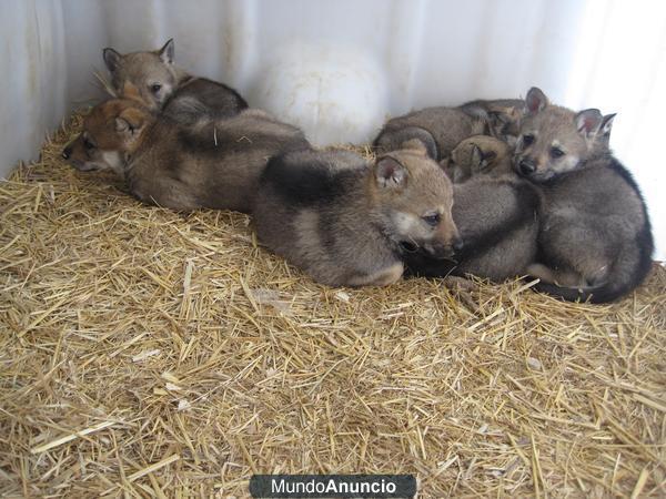 perro lobo checoslovaco cachorros