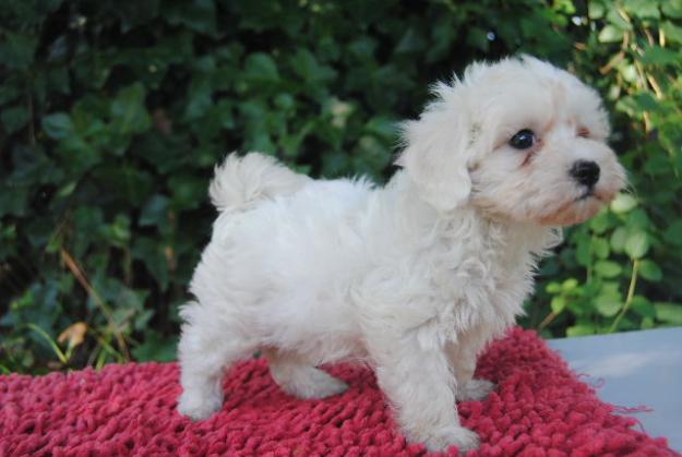 PRECIOSOS CACHORRITOS DE  BICHON MALTES 390€ (LOE)