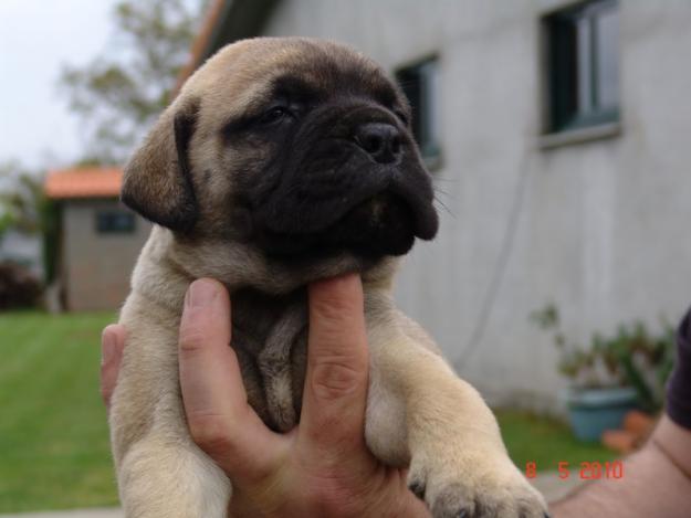 Bullmastiff, excelente cachorro macho.