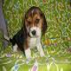 cachorros de beagle, preciosos - mejor precio | unprecio.es