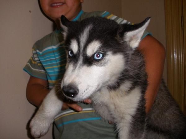 Cachorros de HUSKY SIBERIANO - 450 - CON PEDIGRI