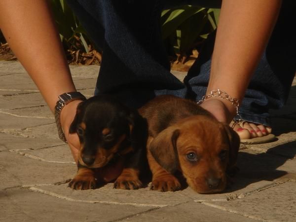 CACHORROS DE TECKEL PELO LISO 450