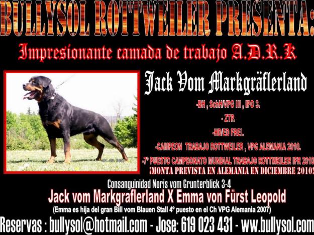 CAMADA ROTTWEILER ADRK